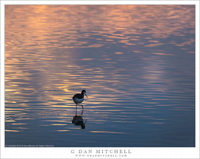 Black-Necked Stilt, Sunset Reflection