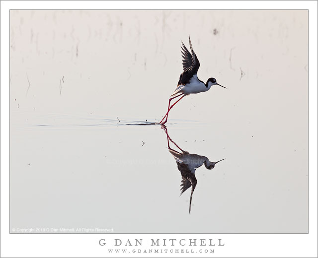 Black-necked Stilt Taking Flight