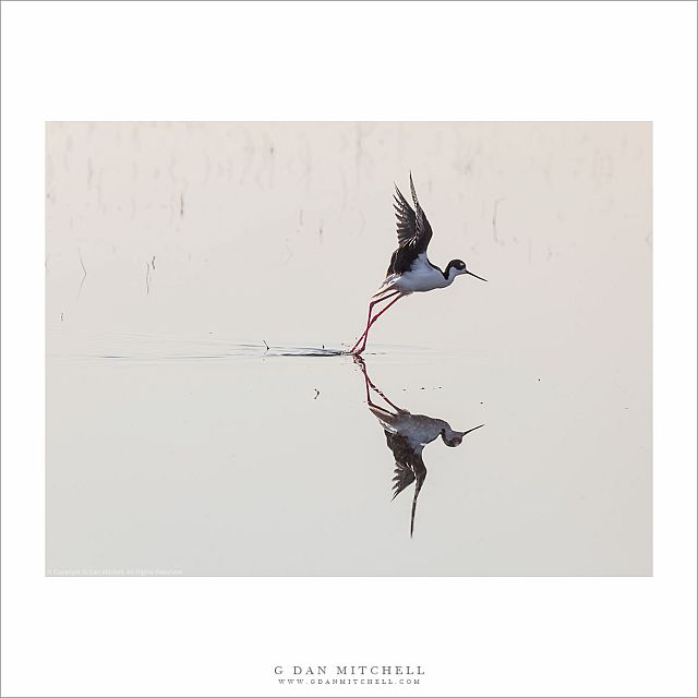 Black-necked Stilt Taking Flight