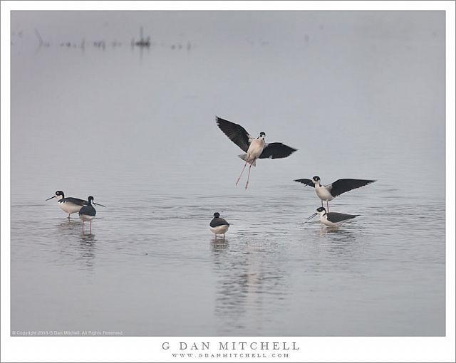 Black-Necked Stilts