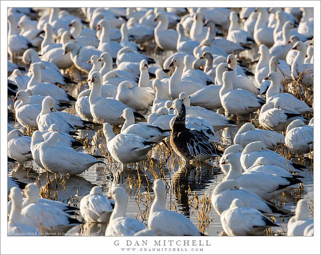 Blue Goose Among The White