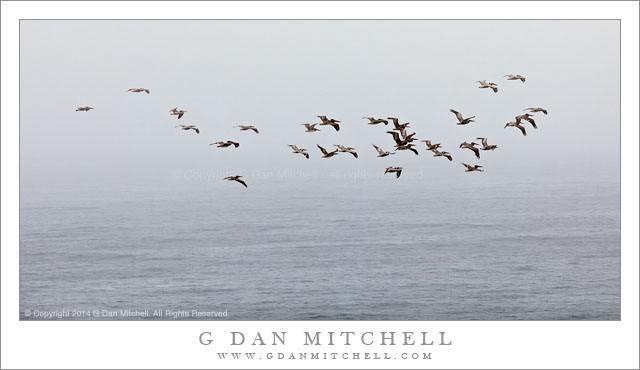 BrownPelicansFlockFogWater20140704