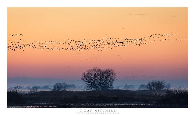 Geese, Before Sunrise