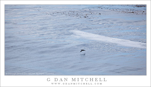 CormorantReflectedCloudsWater20130902