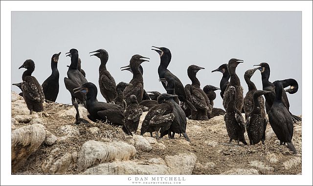 Cormorantn Colony