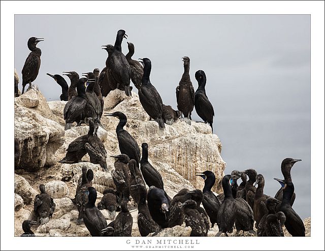 Cormorant Colony II