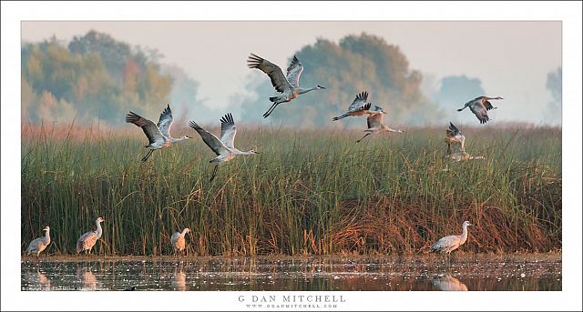 Crane Departure, Morning