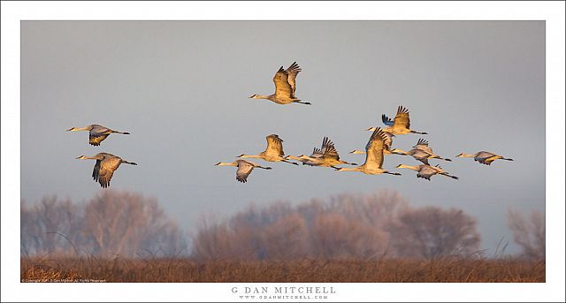 Follow the Leader(s)