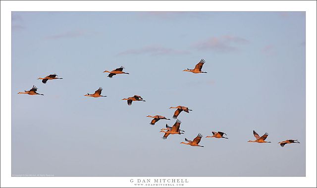 Crane Flock, Morning Light