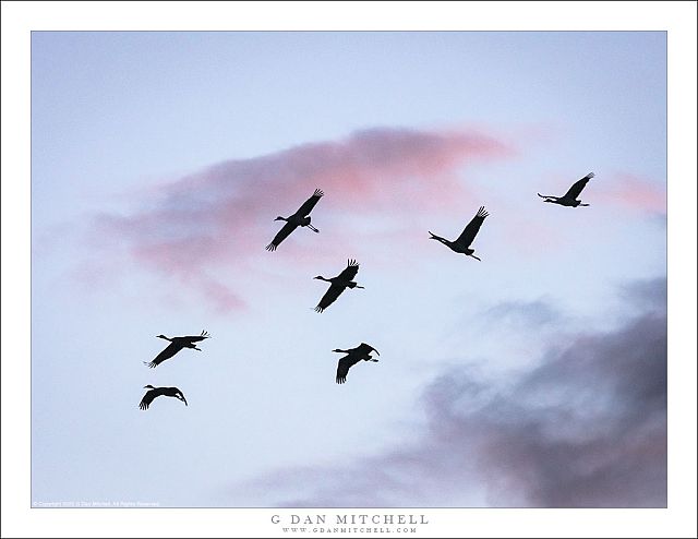 Cranes in Silhouette