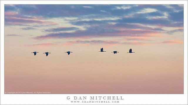 Cranes, Dawn Clouds