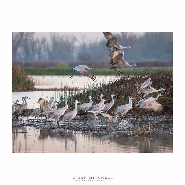 Cranes Departing