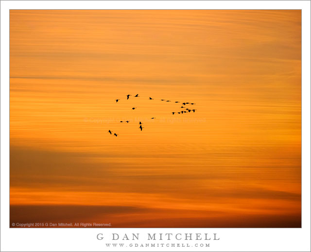 Cranes, Dusk Sky