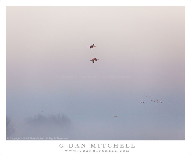 CranesGeeseMorningFog20130121