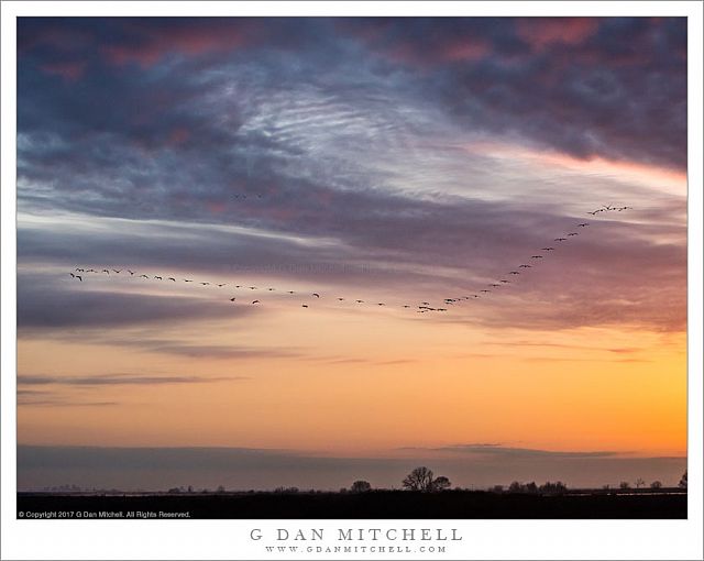 Cranes in Morning Sky