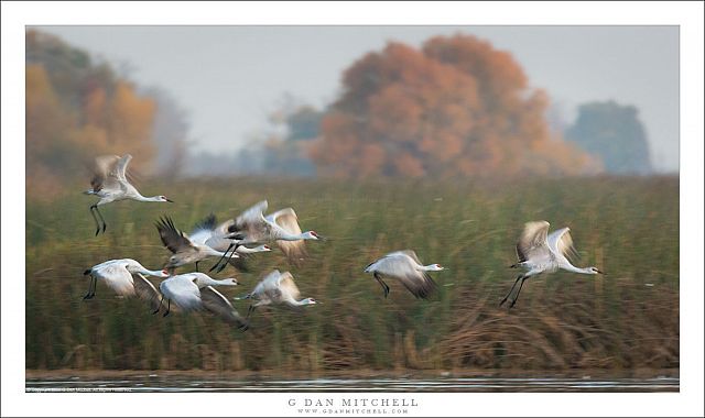 Cranes in Motion