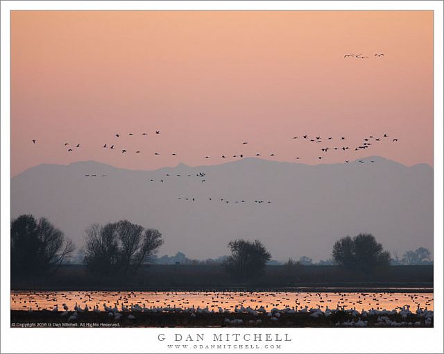 The Cranes Return