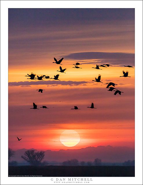 Cranes, Sunrise, Winter Sky