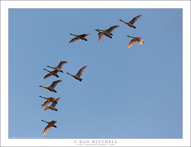 Cranes, Sunrise Light