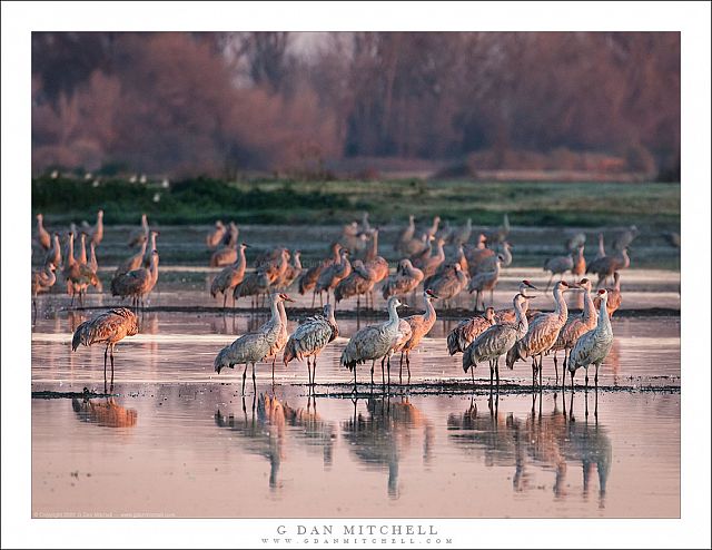 Cranes, Dawn Light