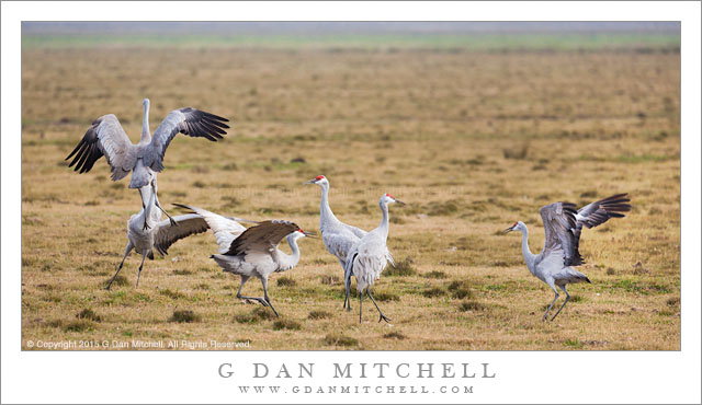 Dancing Cranes