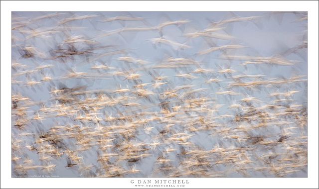 Geese in Motion