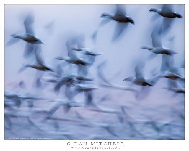 Flight of Geese, Twilight