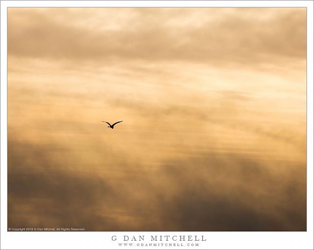 Egret Among Clouds