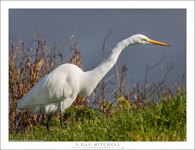 Egret on the Hunt