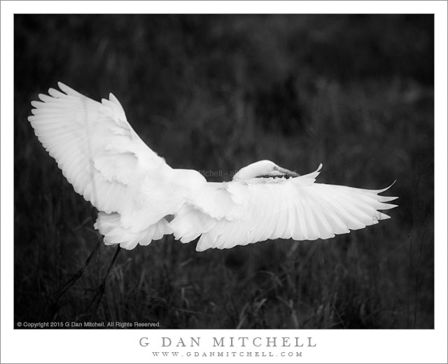 Wings of an Egret