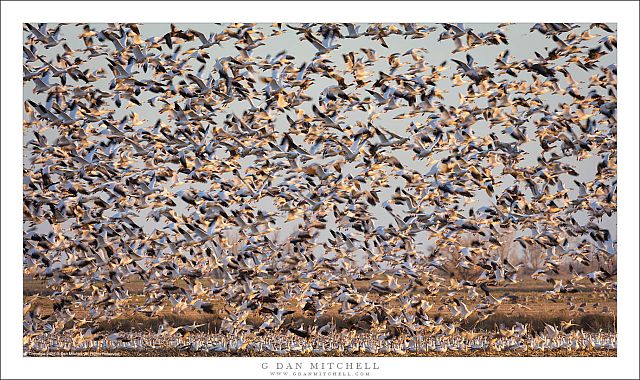 An Eruption of Geese