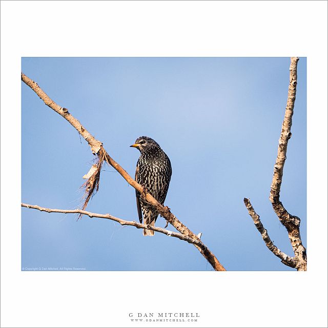 European Starling