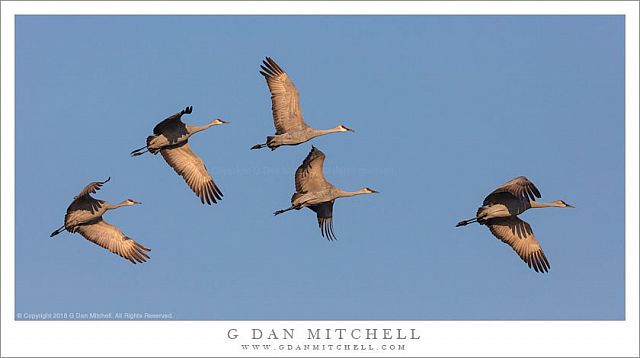 Five Cranes, Morning Sky