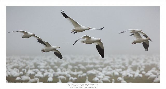 Flying Above the Flock