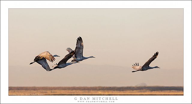 Four Sandhilll Cranes Taking Flight