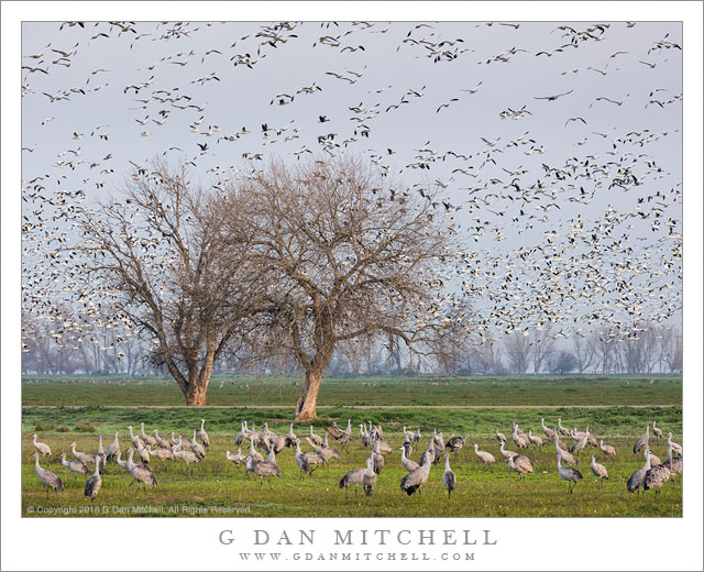 Geese Above, Cranes Below