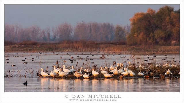 Geese and Pond, Sunset