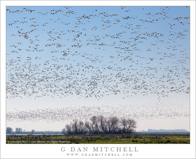 Geese in Blue Sky