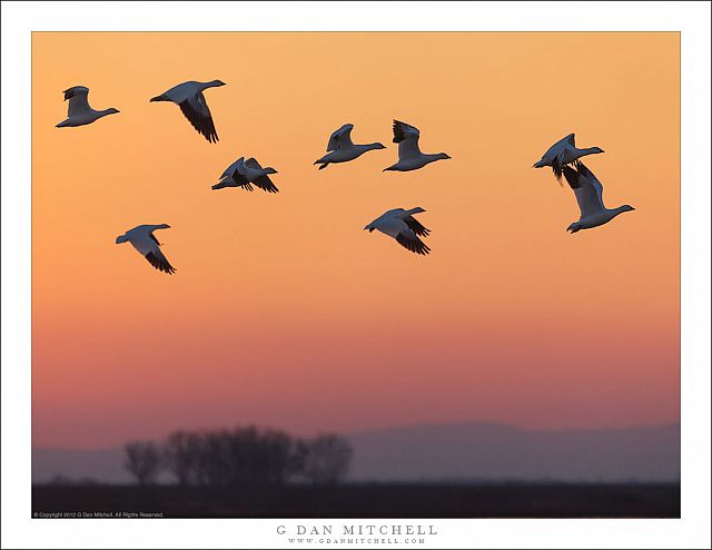 Geese, Dusk Sky