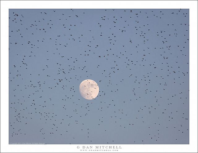 December Moon, Bird-Filled Sky