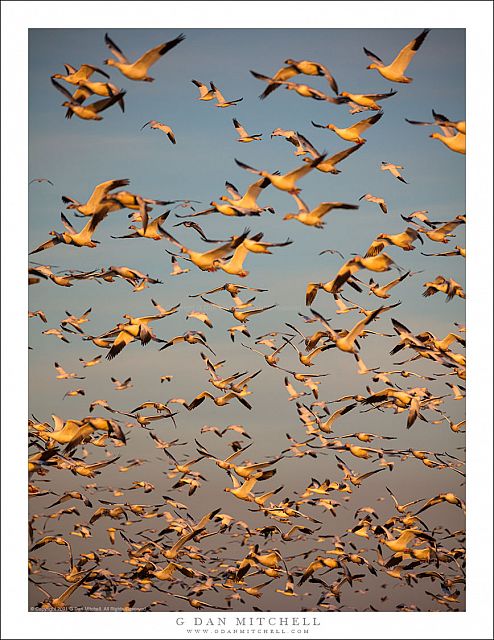 Geese, Evening Sky