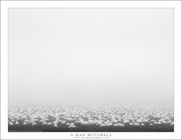 Geese in Fog