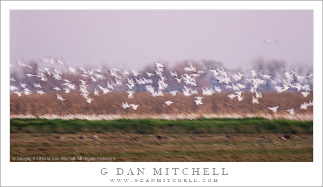 Geese, Field, Twilight