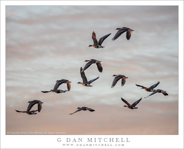 Geese at First Light