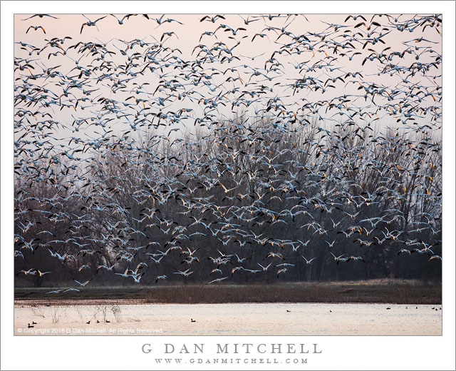 Winter Geese, Morning