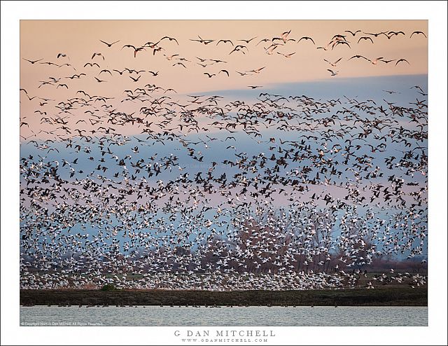 Geese in Dawn Sky