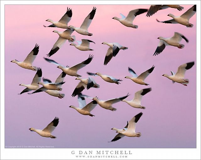 Snow Geese in Twilight Flight