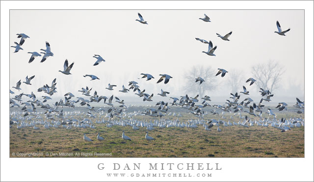 Ross's Geese, Foggy Pasture