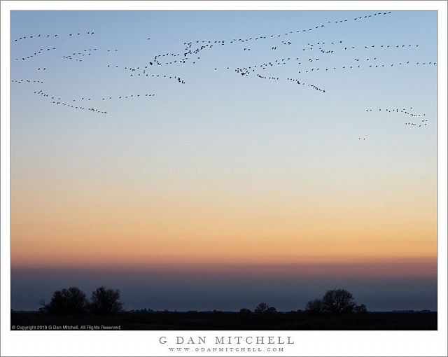 Geese in Pre Dawn Sky