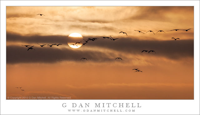 Geese, Sun, Winter Clouds